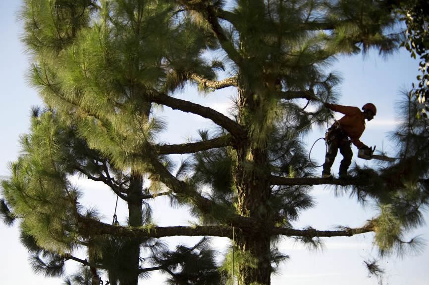 Prime-scape arborist at work in tree
